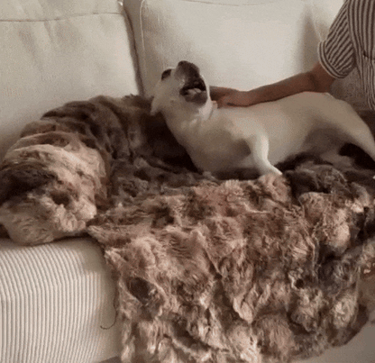 Cama de sofá antiestrés CozySoft®