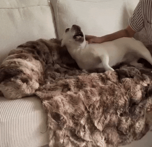 Cama de sofá antiestrés CozySoft®